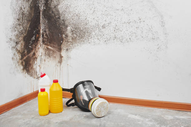 Best Attic Mold Removal  in Patton Village, TX