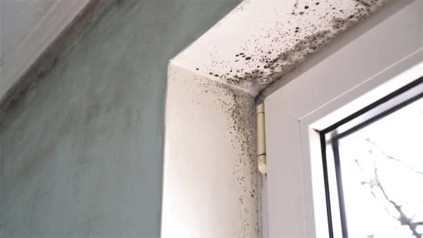 Crawl Space Mold Removal in Patton Village, TX