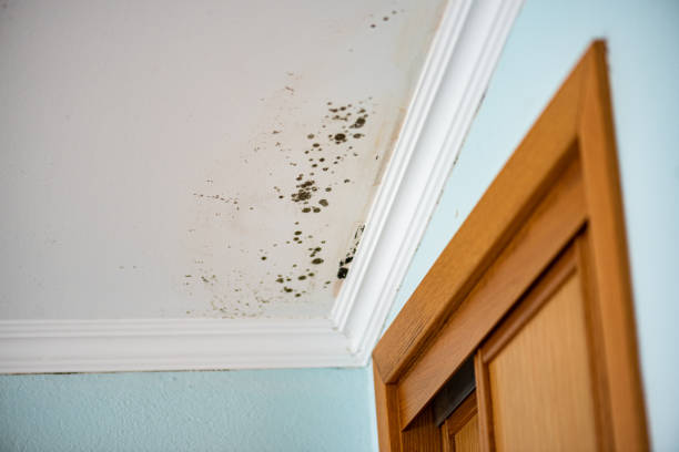 Best Local Mold Removal Service  in Patton Village, TX