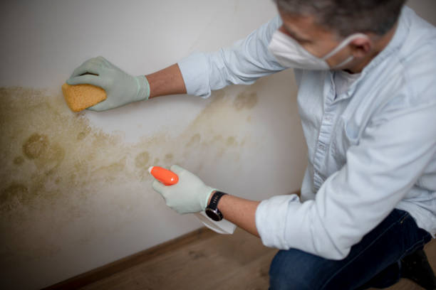 Best Certified Mold Removal  in Patton Village, TX