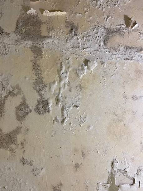 Best Same-Day Mold Removal  in Patton Village, TX