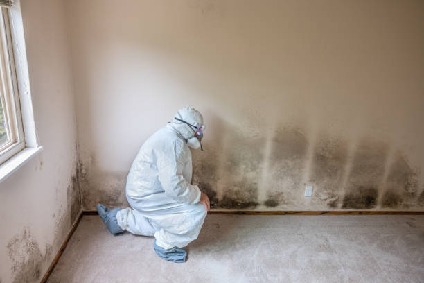Best Crawl Space Mold Removal  in Patton Village, TX