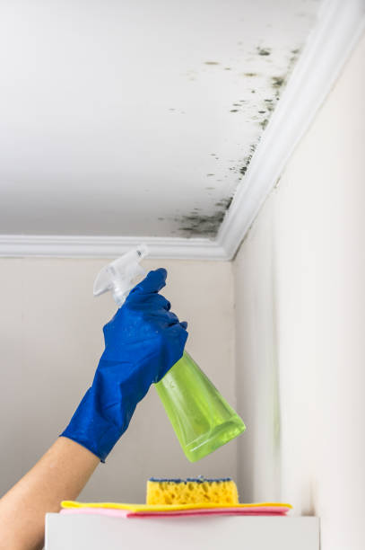 Best Residential Mold Removal  in Patton Village, TX